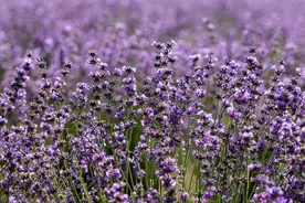 美丽的薰衣草花海，令人向往的地方图片