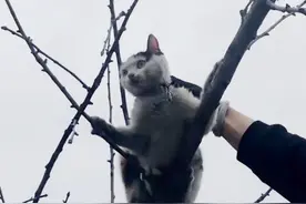 瘦弱流浪猫天天被狗追，突然消失4天后，仅2斤重的猫咪查出了身孕图片