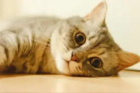 猫粮性价比品牌排行榜，哪些猫粮品牌质量好性价比高？图片