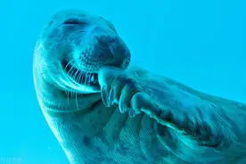 论戏精的诞生！晒晒小海豹们的爆笑趣图图片