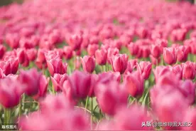 部编三下6单元习作｜《身边那些有特点的人》写作方法+范文+点评图片