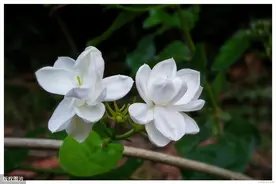 茉莉花夏天有“3怕”，想让开花多，香气浓，要注意避免图片