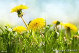 最新部编版三年级下册语文课文朗读MP4第一课（古诗三首）图片