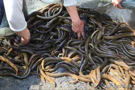 农村俗语：黄鳝忌吃头，田螺忌吃尾，为啥不能吃黄鳝头？啥讲究？图片