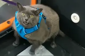 猫咪胖成坦克，人们让它上跑步机，它却缩在一角疯狂嚎叫表达不满图片