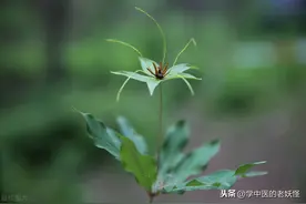 中药里的魔尊——“重楼”图片