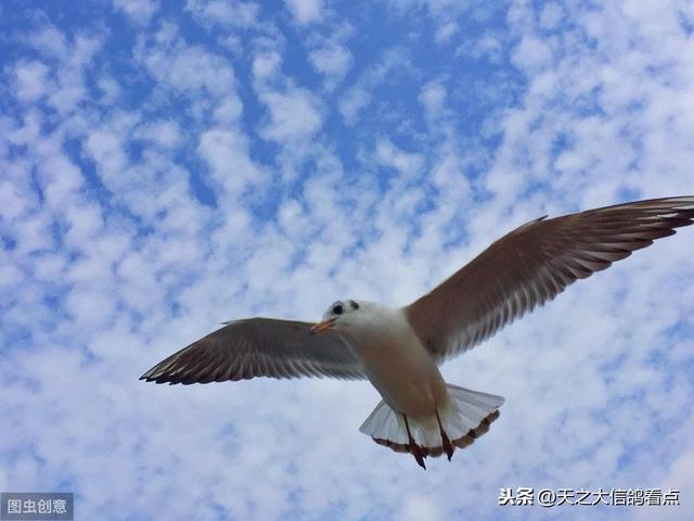 「赛鸽资讯」饲喂保健品 莫超量