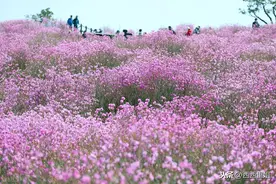 韩国；漫山遍野的山花；粉色的海洋图片