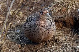 野鸡在农村都快成一害了，为什么近几年，农村的野鸡越来越多了图片