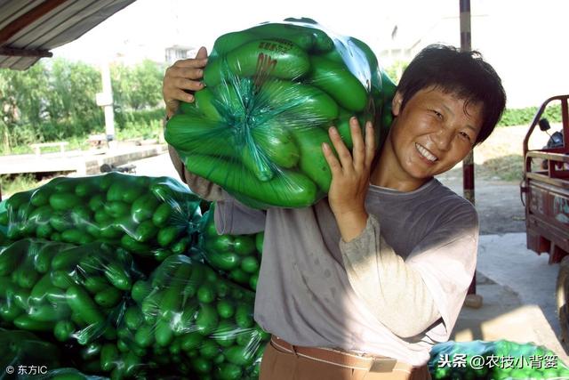 磷酸二氢钾与红糖复配的增产“偏方”，究竟有没有效果？