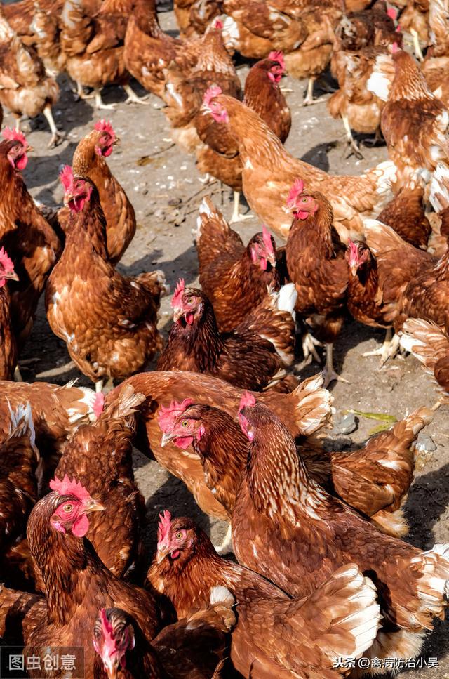 养鸡巧用味精，治疗互啄，增料显奇效！小窍方大作用