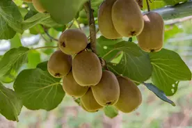 猕猴桃育苗术，插根嫁接和扦插，这些注意事项不可忽视，值得收藏图片