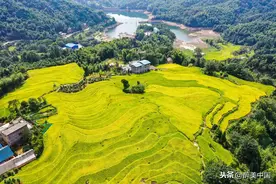 广西桂林：航拍全州县美丽乡村，金色田园景美如画图片