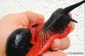 另类宠物——产自马来西亚，有着鲜艳配色的火焰蜗牛受到人们追捧图片
