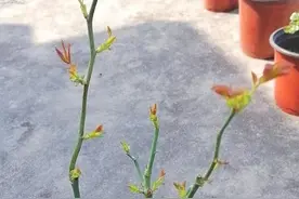 月季冬季剪枝发芽少，用上2种“速效肥”，新芽蹭蹭冒图片