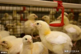 「肉鸡技术」白羽肉鸡，817,全程防疫思路，助您轻松肉鸡养殖图片