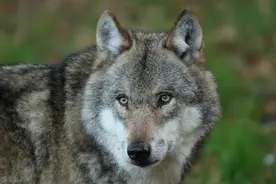 两个偷了狼崽想养成狼狗的孩子，反被大狼追踪上树，险些丧命图片