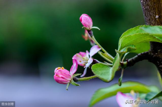 如何提高苹果花芽分化的的数量和质量？这六个技术要点要明确