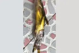黄颡鱼烂身死亡近4000斤，按照这个思路处理，疾病治愈图片