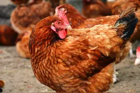 肉蛋兼用型鸡生态养殖技术，能生产出高品质肉蛋，还能保证鸡健康图片