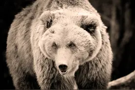 青海一女牧民帐篷内被叼走咬死，警方击毙肇事棕熊，其胃部尚有未消化人体组织图片