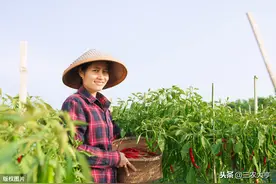 南方辣椒主要病虫害与防治，用这些方法分分钟搞定，简单高效图片