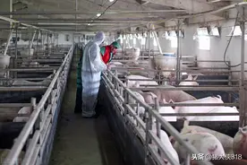 中小型猪场非洲猪瘟的防控措施，综合全面实用（下篇）图片
