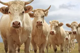 肉价、蛋价阴跌不止，牛羊行情如何？2021年养啥利润高？图片