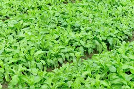 茼蒿常见病虫害有哪些？防治方法是什么？图片