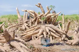 淀粉之王木薯，在解决全球粮食危机问题上被寄予厚望，种它真行吗图片