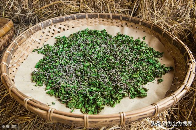小蚕饲养阶段如何做好眠起处理？控制好这8个环节可使蚕长势良好