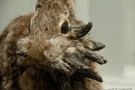 不可思议的神秘动物（七）图片