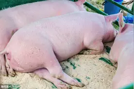 母猪产后生殖系统炎症原来是这么一回事图片