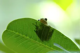 绿叶上的小青蛙“黄梅时节家家雨，青草池塘处处蛙”图片