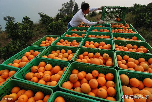 柑橘为什么容易出现中微量元素缺乏？ 怎样矫治柑橘缺素症呢？