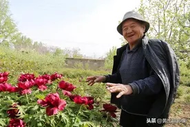 7旬农民自建4亩牡丹园，开出一朵并蒂牡丹花，近40年第一次见图片