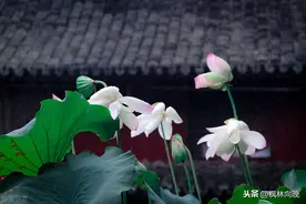 心灵随笔｜佛系人生，简单就好图片