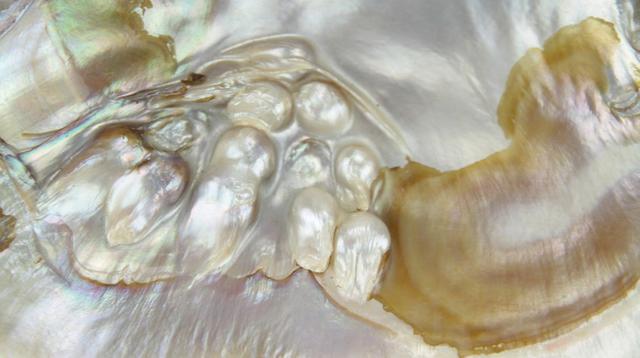 贝壳怎么来的珍珠 - 冷思维