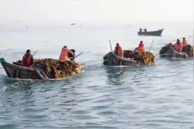 在威海荣成俚岛，崛起一个“海带特色小镇”图片