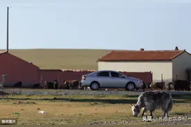 （经验之谈）新手养殖，该从什么开始？新手养羊需要注意什么？图片