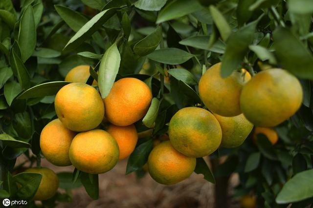 很多人对柑橘着色、增甜一知半解！掌握原理，才能根本解决问题
