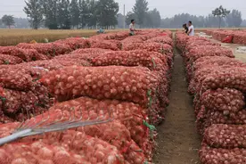 大蒜库存过剩，价格跌超10%，后续行情如何？新蒜减产，或迎涨图片