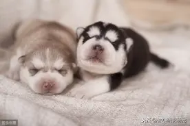 家中有幼犬细小病毒不能忽视，严重可致死，你对细小病毒了解多少图片