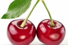 陕西水果之樱桃之争图片