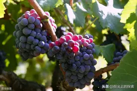 科普 | 葡萄美酒夜光杯，欲饮琵琶马上催图片