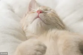 遇到猫癣不要慌，是什么原因该怎么预防呢？这篇文章告诉你图片