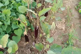 我家的茄子没戏了图片