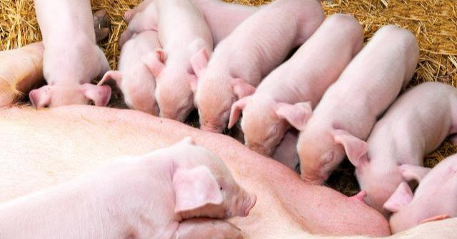 添加氨基酸螯合铁对母猪繁殖性能及仔猪生长发育的影响