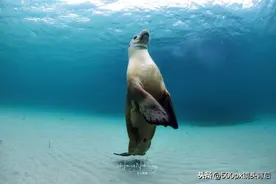 水下摄影&陆地摄影最大的不同之处，就是“色彩还原”图片