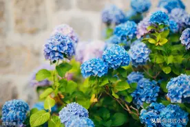 梦幻的蓝色绣球总是调不成功？有4个原因，还有3个注意要点图片